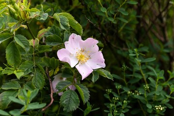 Closeup of blooming pink wild rose