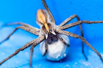 Wolf spider perching on white rock