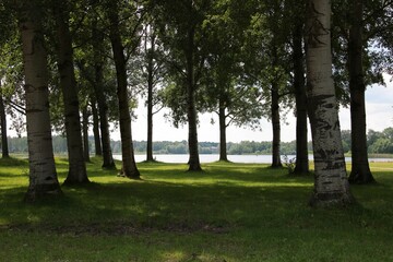 Field surrounded by dense trees