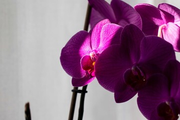 Closeup of purple orchids growing indoors under the sunlight with a blurry background