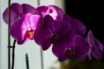 Fototapeta premium Closeup of purple orchids growing indoors under the sunlight with a blurry background