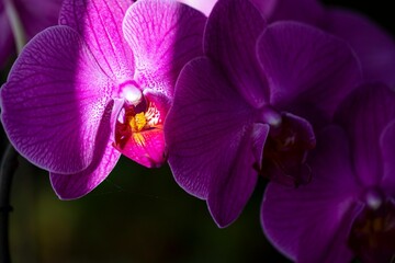 Closeup of purple orchids growing indoors under the sunlight with a blurry background