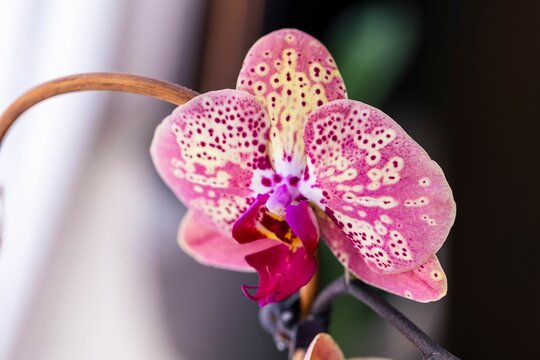 Closeup shot of a Moth orchid flower in detail