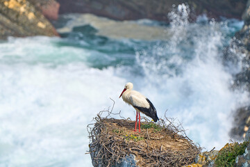 white stork, ciconia ciconia, nesting in a storks colony in the rocky cliffs of Cabo Raso at the...