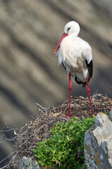 white stork, ciconia ciconia, nesting in a storks colony in the rocky cliffs of Cabo Raso at the western atlantic coast of Portugal, Europe