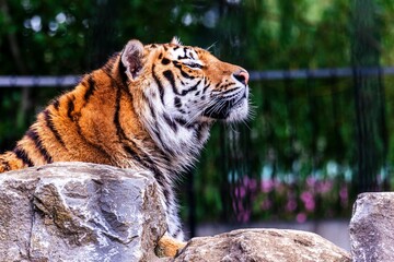 Closeup of a Siberian tiger in a zoo under the sunlight with a blurry background