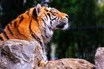 Fototapeta premium Closeup of a Siberian tiger in a zoo under the sunlight with a blurry background