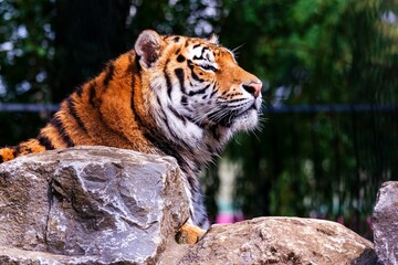 Closeup of a Siberian tiger in a zoo under the sunlight with a blurry background