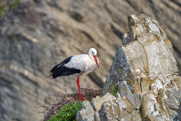 white stork, ciconia ciconia, nesting in a storks colony in the rocky cliffs of Cabo Raso at the western atlantic coast of Portugal, Europe - 782923254
