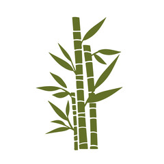 bamboo isolated on transparent background