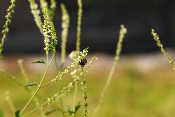 Closeup of a bumblebee hanging upside down from a white sweetclover plant stem