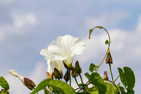 Closeup of the delicate white flower and buds of a field bindweed, Convolvulus arvensis