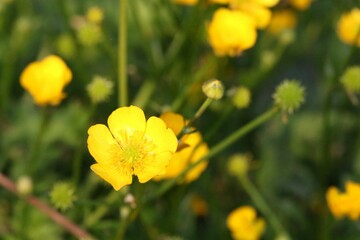 Closeup shot of a yellow celery-leaved buttercup in a garden in daylight on a blurred background