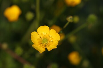 Closeup shot of a yellow celery-leaved buttercup in a garden in daylight on a blurred background