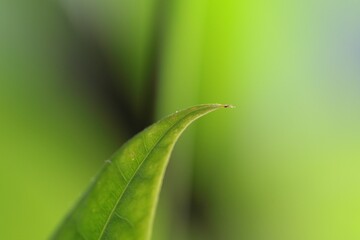 Closeup shot of a green leaf with a sharp edge in a blurred background in sunlight