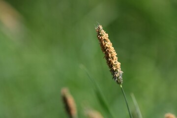 Meadow foxtail or Alopecurus pratensis in the field, close-up