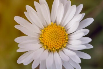 Closeup shot of a white daisy flower in a forest in daylight on a blurred background