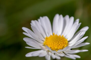 Obraz premium Closeup shot of a white daisy flower in a forest in daylight on a blurred background