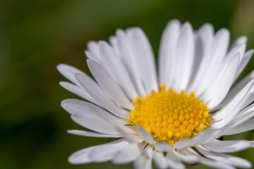 Fototapeta premium Closeup shot of a white daisy flower in a forest in daylight on a blurred background