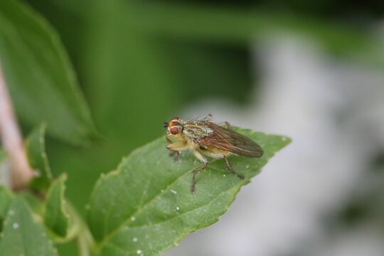 Dung flies on the green leaf, macro view