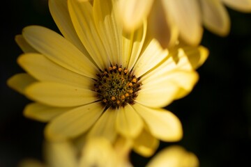 Closeup shot of a yellow daisy flower