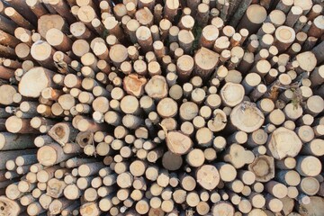 Pile of logs in forest in winter.