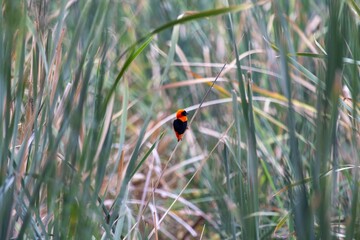 Picture of a colorful orix weaver bird sitting in grass in Namibia