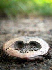 Vertical closeup shot of a heart-shaped piece of wood in a forest