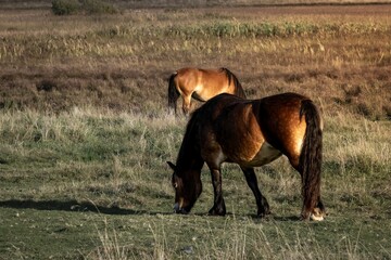 Beautiful view of two wonderful horses grazing in the field on a rainy day