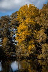 Fototapeta premium Beautiful view of lush trees with yellow leaves near a water area in the beginning of the autumn