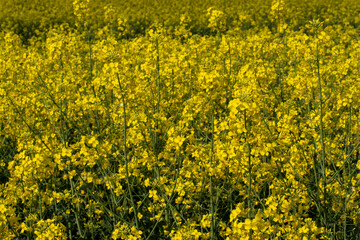 Yellow rape flowers close-up 