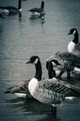 Grayscale vertical shot of geese group swimming in the sea