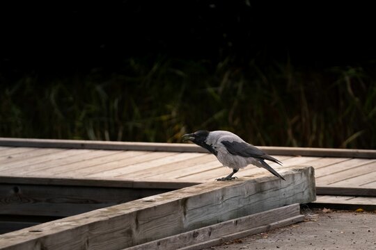 Hooded crow (Corvus cornix) on a wooden barrier