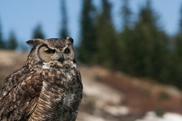 Closeup of an owl in Vancouver, Canada, against blurred background