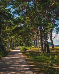 Path surrounded by dense trees