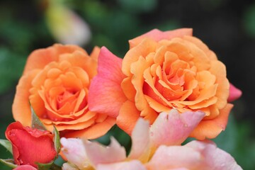 Closeup shot of orange roses in a garden