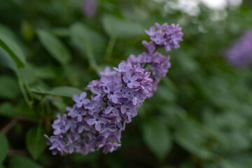 Close-up of purple lilac flowers 