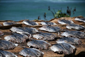 Group of dried fish with a blurred sea in the background