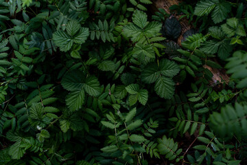 Unusual plants grow in the forest. Beautiful textured background of forest greenery. 