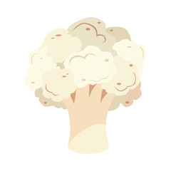 Cauliflower. A delicious and healthy vegetable. A vegetable of the cruciferous family, with dense and crispy inflorescences. Vector illustration.