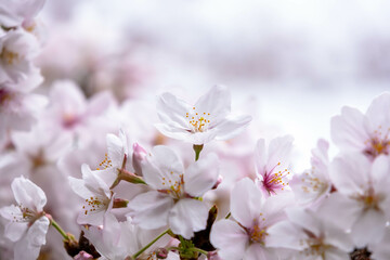 背景が満開の桜のクローズアップ