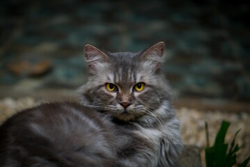 Fototapeta premium Yellow-eyed gray cat against a blurry background