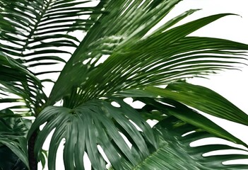 AI generated illustration of tropical palm leaves and branches on a white backdrop