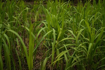 Green Sedges plants on the blurred background