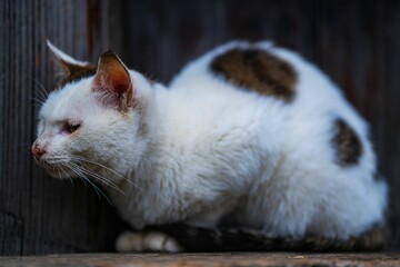Cute white stray cat resting on the wooden board of a hut on the blurred background