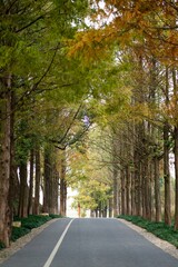 Naklejka premium Vertical shot of a narrow countryside row alongside autumn trees during the daytime