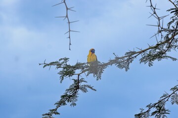 Picture of a colorful masker weaver bird sitting in grass in Namibia