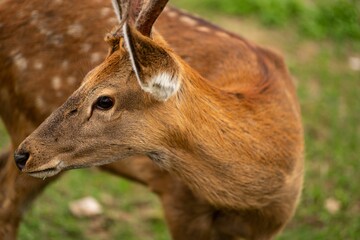 Closeup shot of a beautiful deer (Cervidae) in a forest on the blurred background