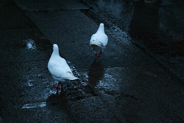 Overhead shot of two white Domestic pigeons