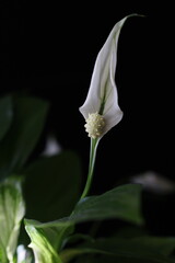 a white flower on a black background with green leaves
